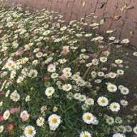 Erigeron Flower Seeds Mix Easy Grow Blossoms Seeds for Planting High Germination Organic Garden Seeds - Heirloom Non GMO