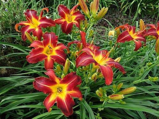 Red Hemerocallis Flower Seeds