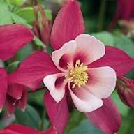 Pink Columbine Flower Seeds - Heirloom Non GMO High Germination Flower Seeds for Planting