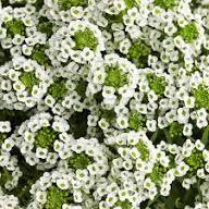 White Alyssum Flower Seeds for Planting Premium Floral Seeds Heirloom Non-GMO High Germination Organic Garden Seeds Deco