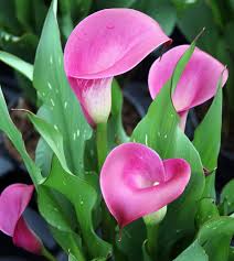 Pink Bonsai Calla Lily Flower Seeds