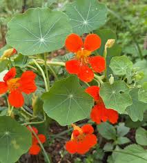 Orange Light Tropaeolum Flower Seeds Premium Floral Seeds for Decorative Home - Heirloom Non GMO Premium Garden Seeds fo