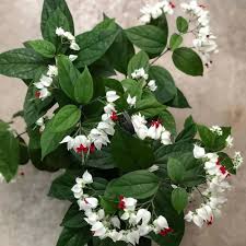 Red White Bleeding Heart Flower Seeds