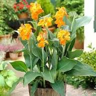 Orange Giant Canna Flower Seeds Heirloom Non GMO High Germination Organic Garden Seeds for Colorful Blooms - Heirloom No