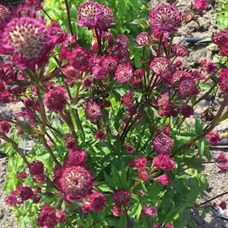 Astrantia Flower Seeds