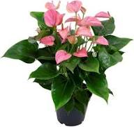 Mixed Anthurium Flower Seeds for Planting Exotic Flowering Plants Heirloom Non-GMO High Germination Organic Garden Seeds Indoor Outdoor Ornamental Plants Colorful Backyard Beauty Collection