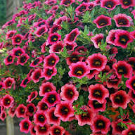 Red Calibrachoa Petunia Flower Seeds