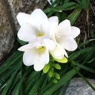 White Freesia Flower Seeds for Planting - Heirloom and Non-Gmo Garden Seeds