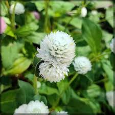 Gomphrena Flower Seeds