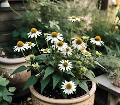 White Echinacea Flower Seeds