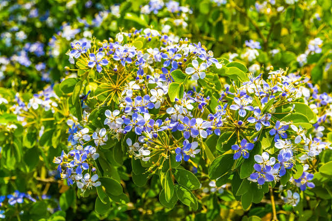 Lignum Vitae Flower Seeds