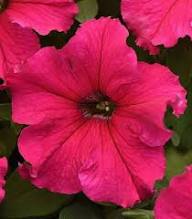 Pink Hanging Petunia Flower Seeds Planting Dark Heirloom Non-GMO Seeds for Planting High Germination Organic Garden
