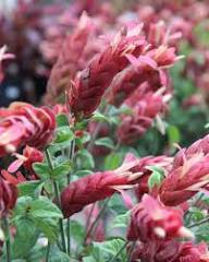 Bougainvillea Spectabilis Flower Seeds - Heirloom, Non-GMO, High Germination Flower Seeds for Planting