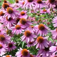Pink Echinacea Flower Seeds