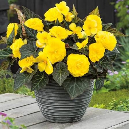 Yellow Begonia Flowers Seeds