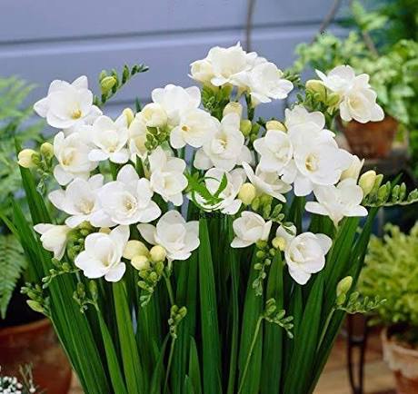 Freesia Flower Seeds