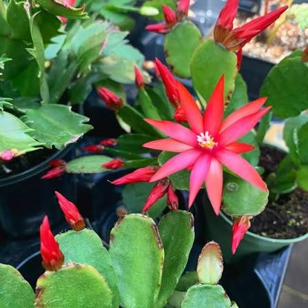 Red Rhipsalidopsis Gaertneri Flower Seeds