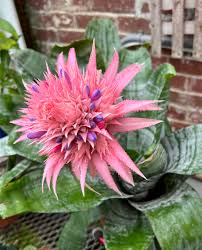 Pink Bromeliad Flower Seeds