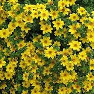 Yellow Bidens Flower Seeds