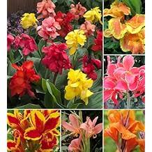Mixed Canna Indica Flower