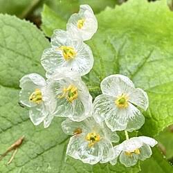 Diphylleia Flower Seeds