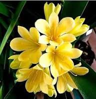 Yellow Clivia Flower Seeds - Heirloom Non GMO High Germination Garden Seeds for Planting
