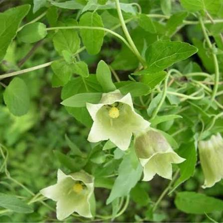 Codonopsis Pilosula Flower Seeds
