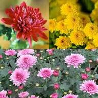 Chrysanthemum Flower Seeds Planting and Growing Rare Blooming Plants Balcony and Patio Seeds for Planting - Heirloom Non