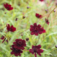 Red Maroon Cosmos Flower Seeds