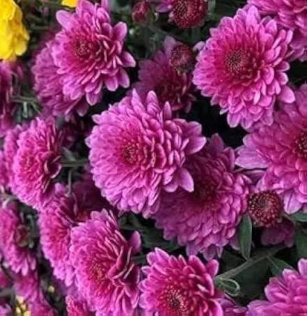 Pink Chrysanthemum Flower Seeds