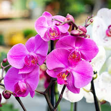 Phalaenopsis Orchid Flowers Seeds
