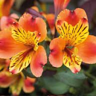 Orange Alstroemeria Flower Seeds Premium Floral Seeds Decorative Outdoor Landscapes Seeds for Planting Heirloom Non-GMO