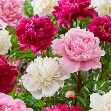 Double Peony Flower
