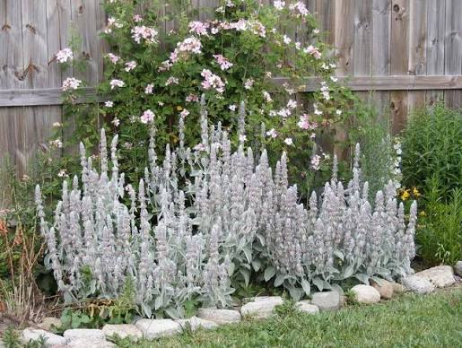 Gray Betony Flower Seeds