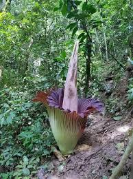 Maroon Corpse Flower Seeds