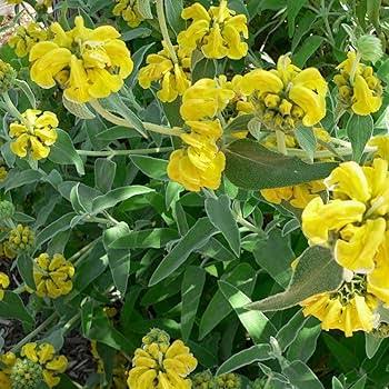 Jerusalem Flower Seeds