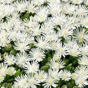 Lampranthus Flower for Planting Heirloom Non-GMO High Germination Organic Garden for Outdoor Landscapes Seeds - Heirlo