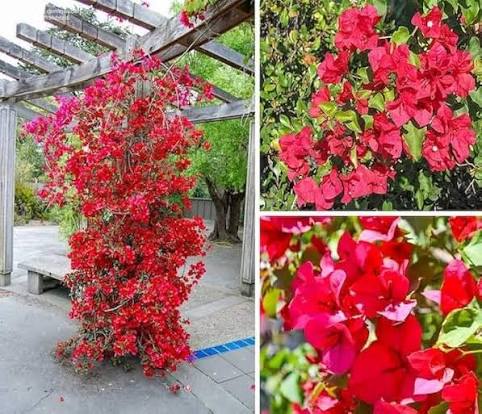 Red Bougainvillea Spectabilis Flower Seeds
