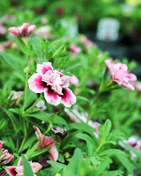 Pink White Double Calibrachoa Flower Seeds