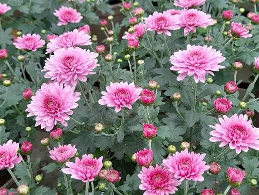 Pink Chrysanthemum Flower Seeds