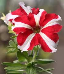 Red Petunia Flower Seeds Red White