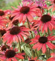 Echinacea Flower Seeds