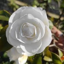 White Hemelia Flower Seeds