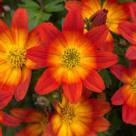 Red Biden Flower Seeds