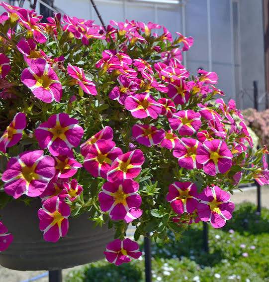 Pink Calibrachoa Flower Seeds White