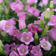 Pink Campanula Flower Seeds