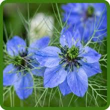 Nigella Flower Seeds