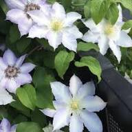 White Clematis Flower Seeds