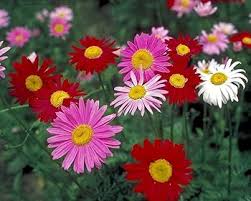 Pink Pyrethrum Daisy Perennial Flower Seeds