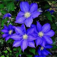 Violet Clematis Flower Seeds - Heirloom Non GMO High Germination Garden Seeds for Planting